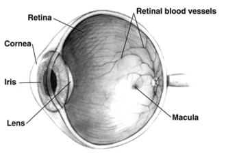 human_eye_cross-sectional_view_grayscale.png